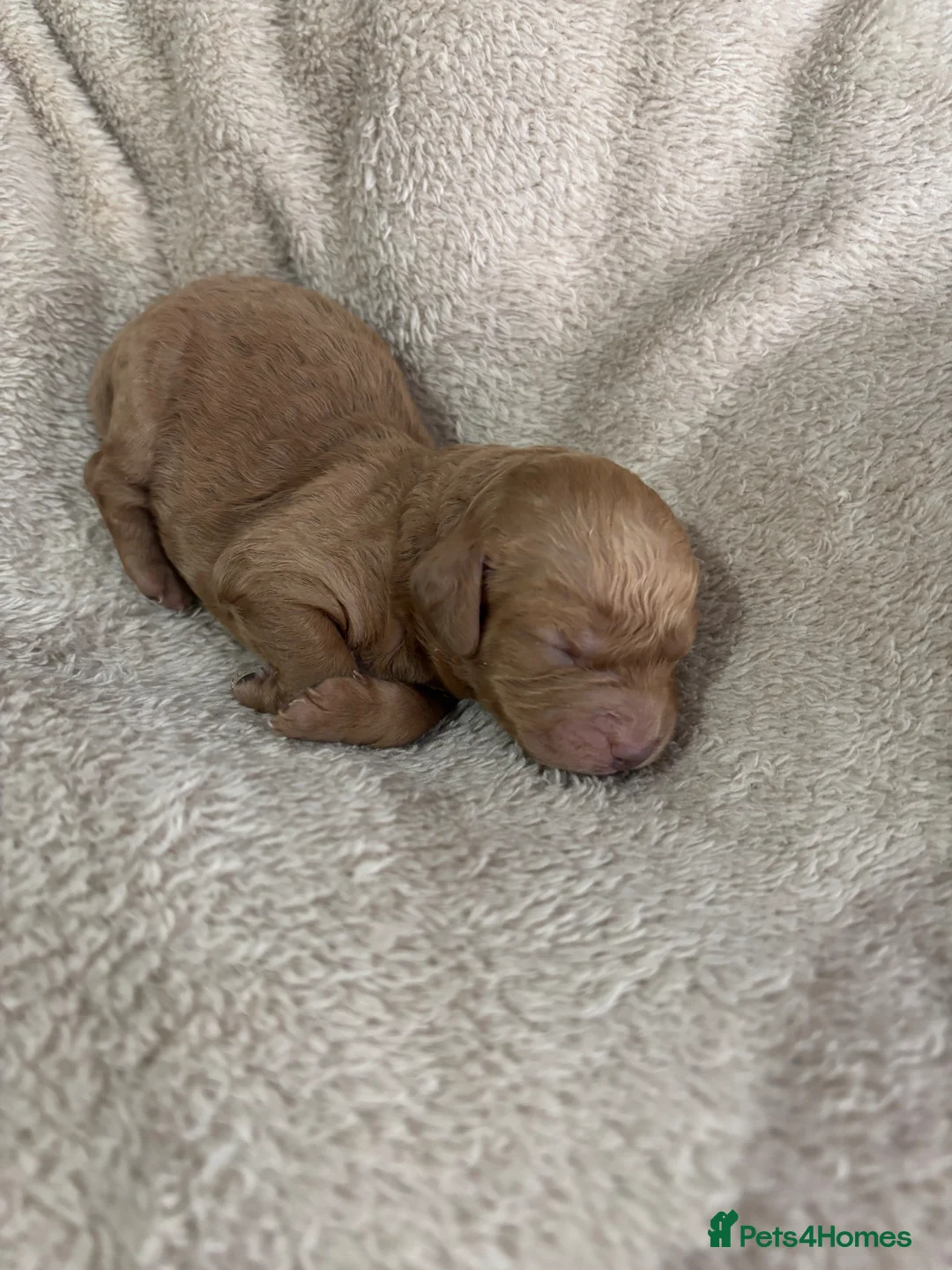 Cockapoo dogs for sale: Cockapoo puppy’s  - Advert 1