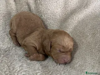 Cockapoo dogs Cockapoo puppy’s - Advert 1