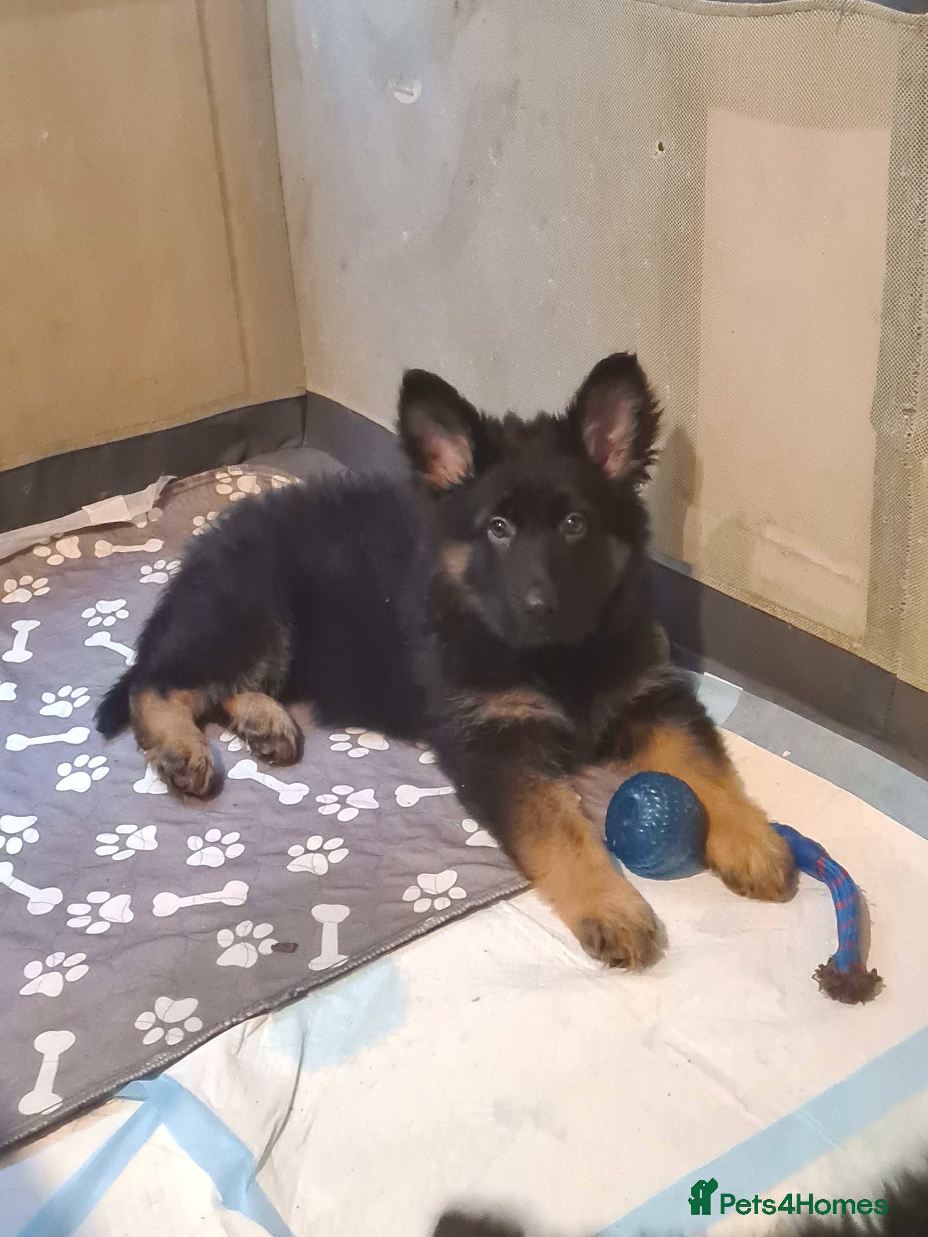 German Shepherd dogs German shepherd puppies - Advert 7