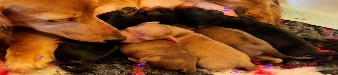 1.🐶 Brownie Estuarydawn– Boy – Black & Tan