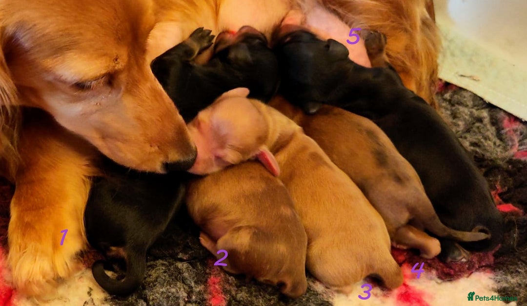 Miniature Dachshund dogs for sale: KC PRA Clear Mini Longhair Daxies – Dapple - Image 2