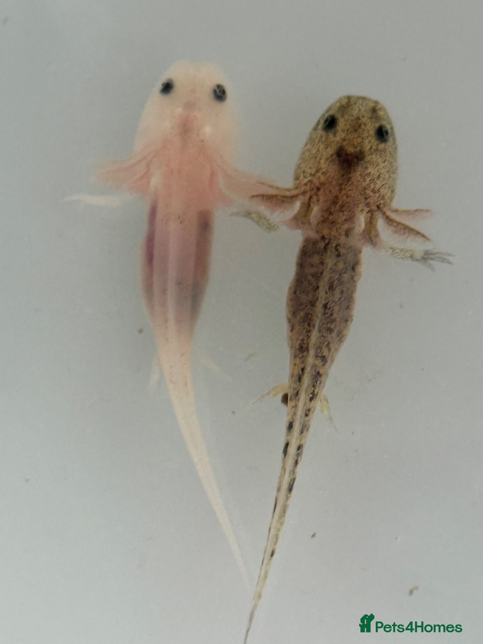 Axolotl reptiles Axolotl Babies for Sale – Healthy, Home Bred - Advert 1