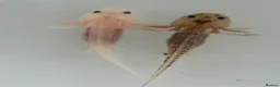 Axolotl reptiles for sale: Axolotl Babies for Sale – Healthy, Home Bred in Caerphilly - Advert 1