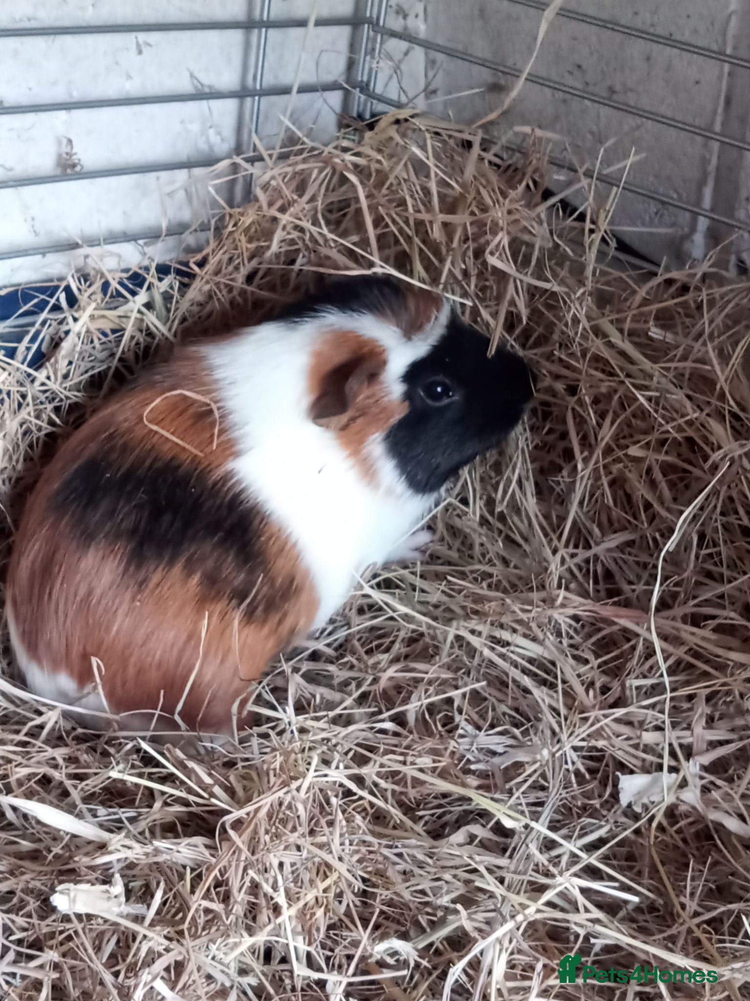 Guinea Pig rodents Baby Guinea pigs for sale  - Advert 1