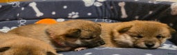 Japanese Shiba Inu dogs for sale: Healthy Kc reg Shiba babies - Advert 5