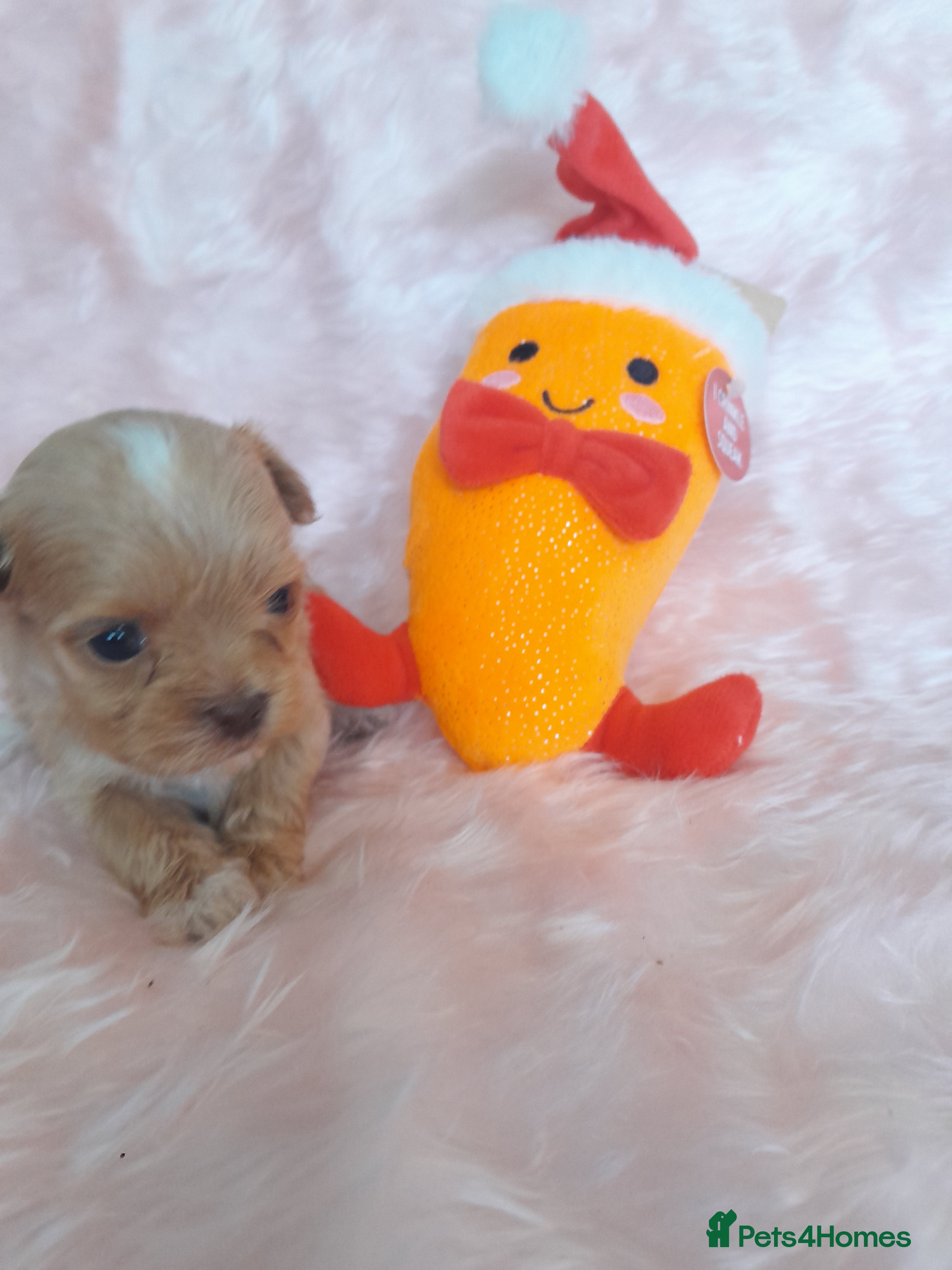 Maltipoo dogs Extensively dna clear maltipoo  **  - Advert 2