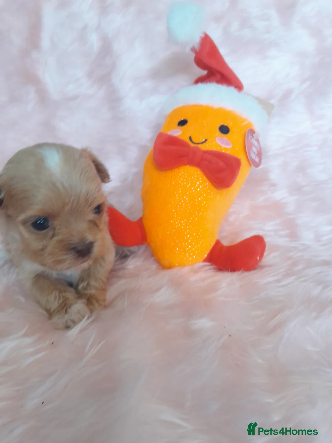 Maltipoo dogs for sale: Extensively dna clear maltipoo  **  in Hayes - Advert 2
