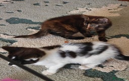 Domestic Shorthair cats for sale: Cute playful family Kittens and mother  - Image 4