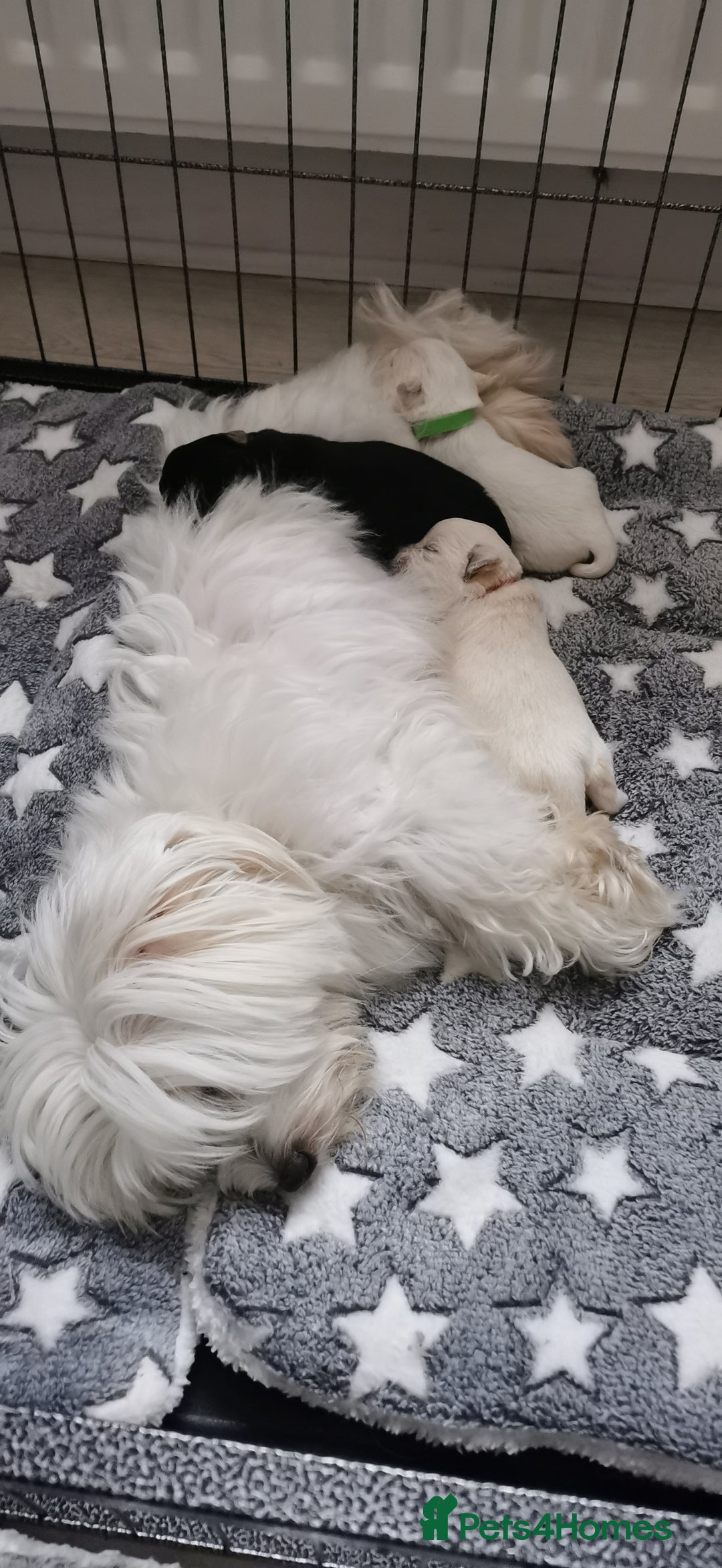 Mixed Breed dogs for sale: Maltipoo X Cavapoo puppies  - Advert 1