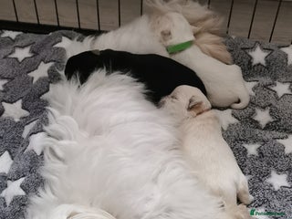 Mixed Breed dogs Maltipoo X Cavapoo puppies - Advert 1