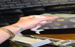 Sugar Glider rodents for sale: SOLD Rare male ruby leu sugar glider - Image 6