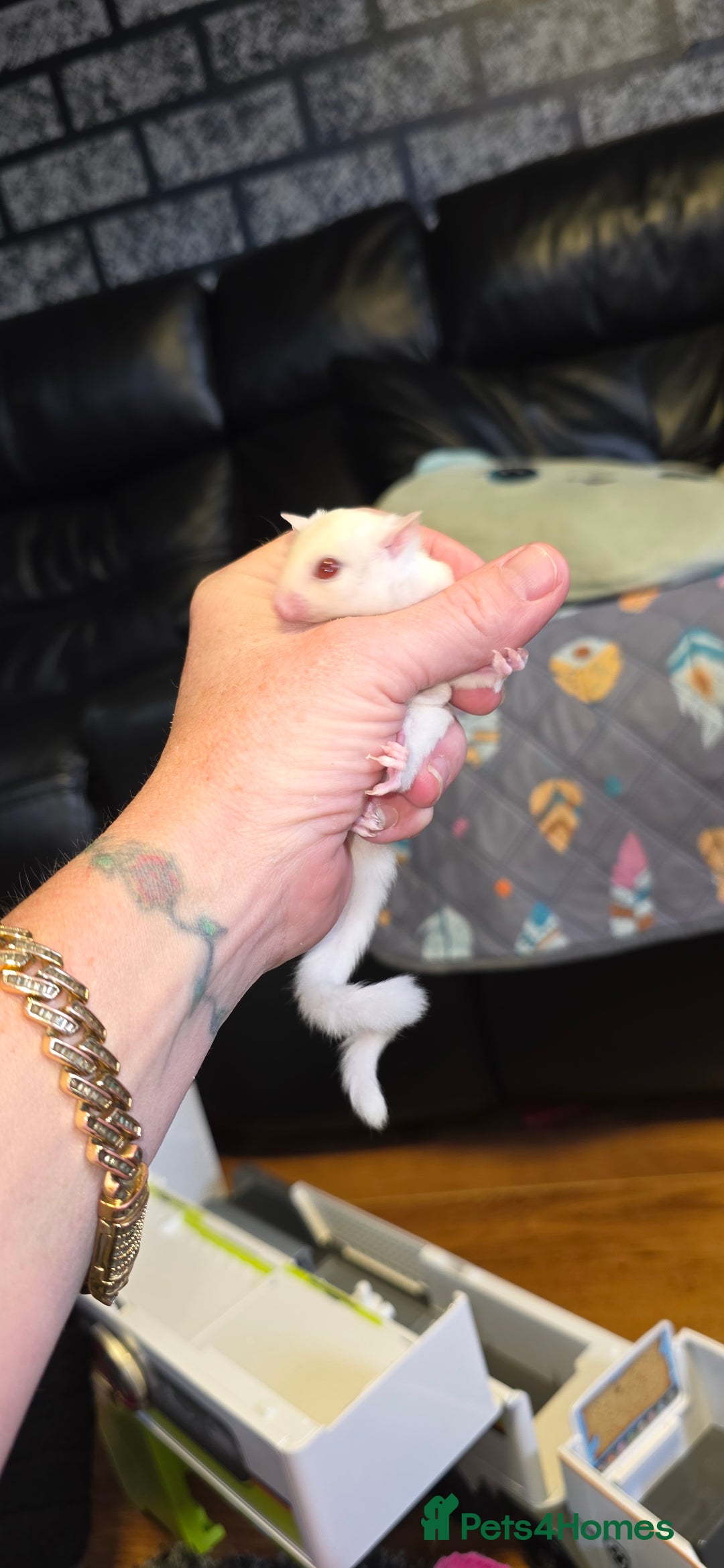 Sugar Glider rodents for sale: SOLD Rare male ruby leu sugar glider - Image 6