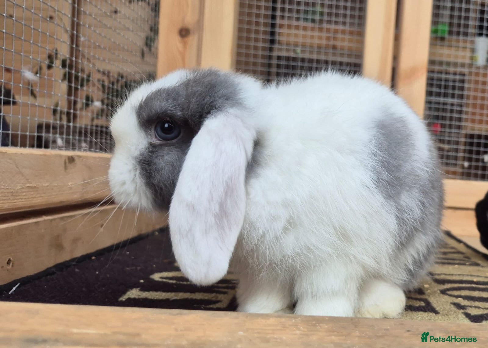 Mini Lop rabbits for sale: Mini lops - Advert 5