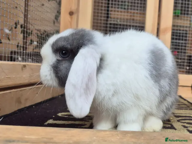 Mini Lop rabbits for sale: Mini lops - Advert 5