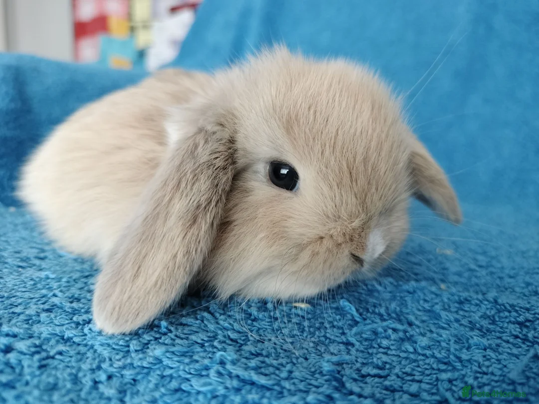 Mini Lop rabbits for sale: Baby mini lop rabbits for sale  - Advert 2
