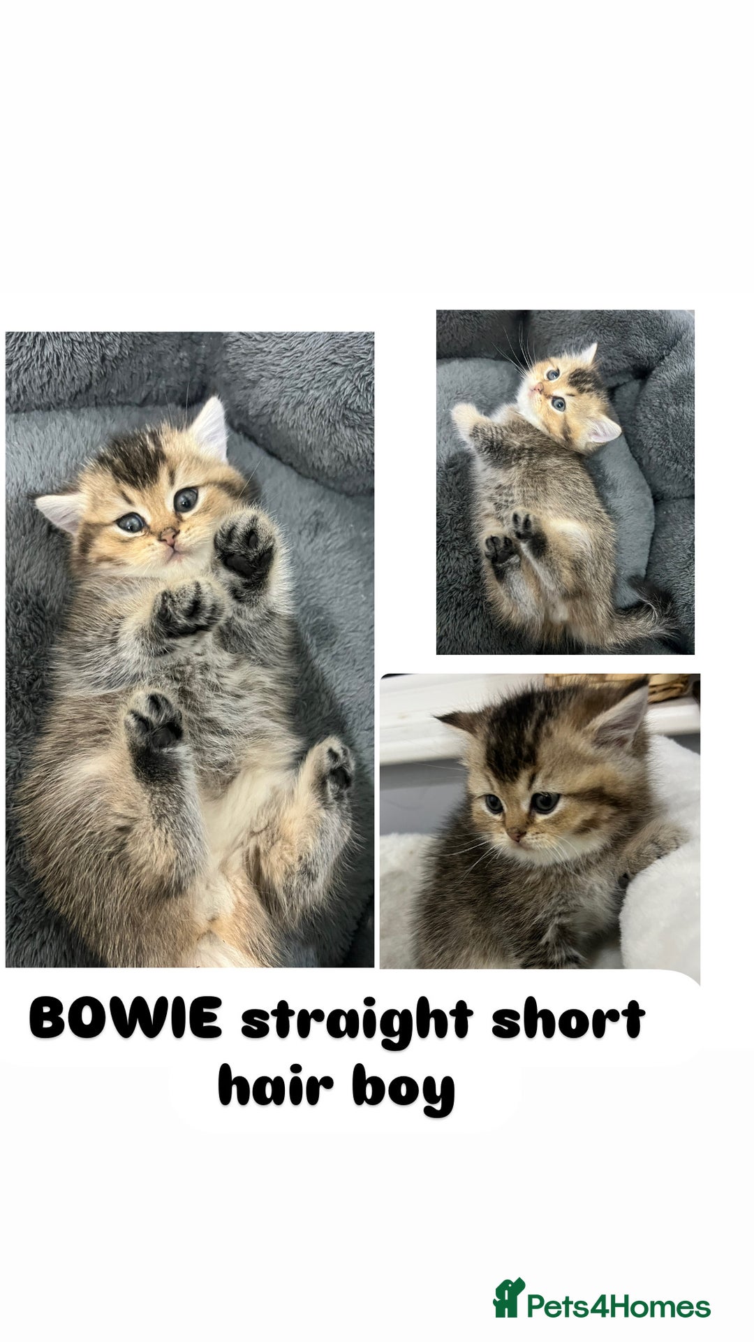 Scottish Fold cats for sale: Pure breed Pedigree SF kittens  - Advert 4