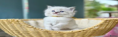 Ragdoll 1