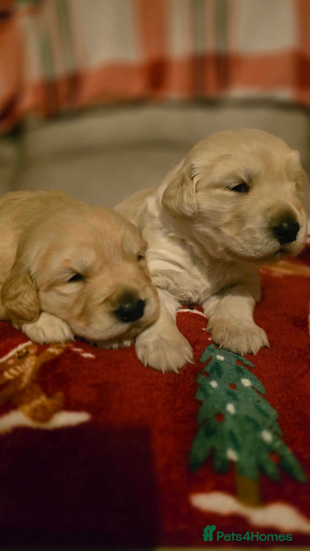Golden Retriever dogs for sale: Chunky golden retrievers  - Advert 4