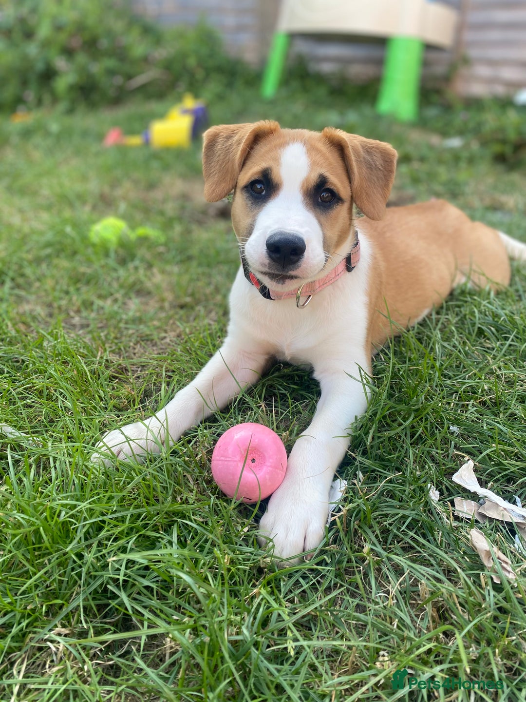 Mixed Breed dogs for sale: Looking for forever home  - Image 3