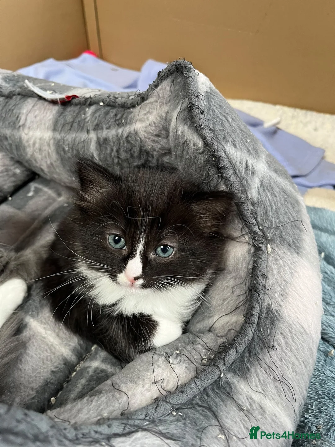 Mixed Breed cats for sale: Kittens in Honiton - Advert 9