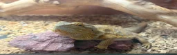 Bearded Dragon reptiles for sale: Bearded Dragon Female  in Cardiff - Advert 3