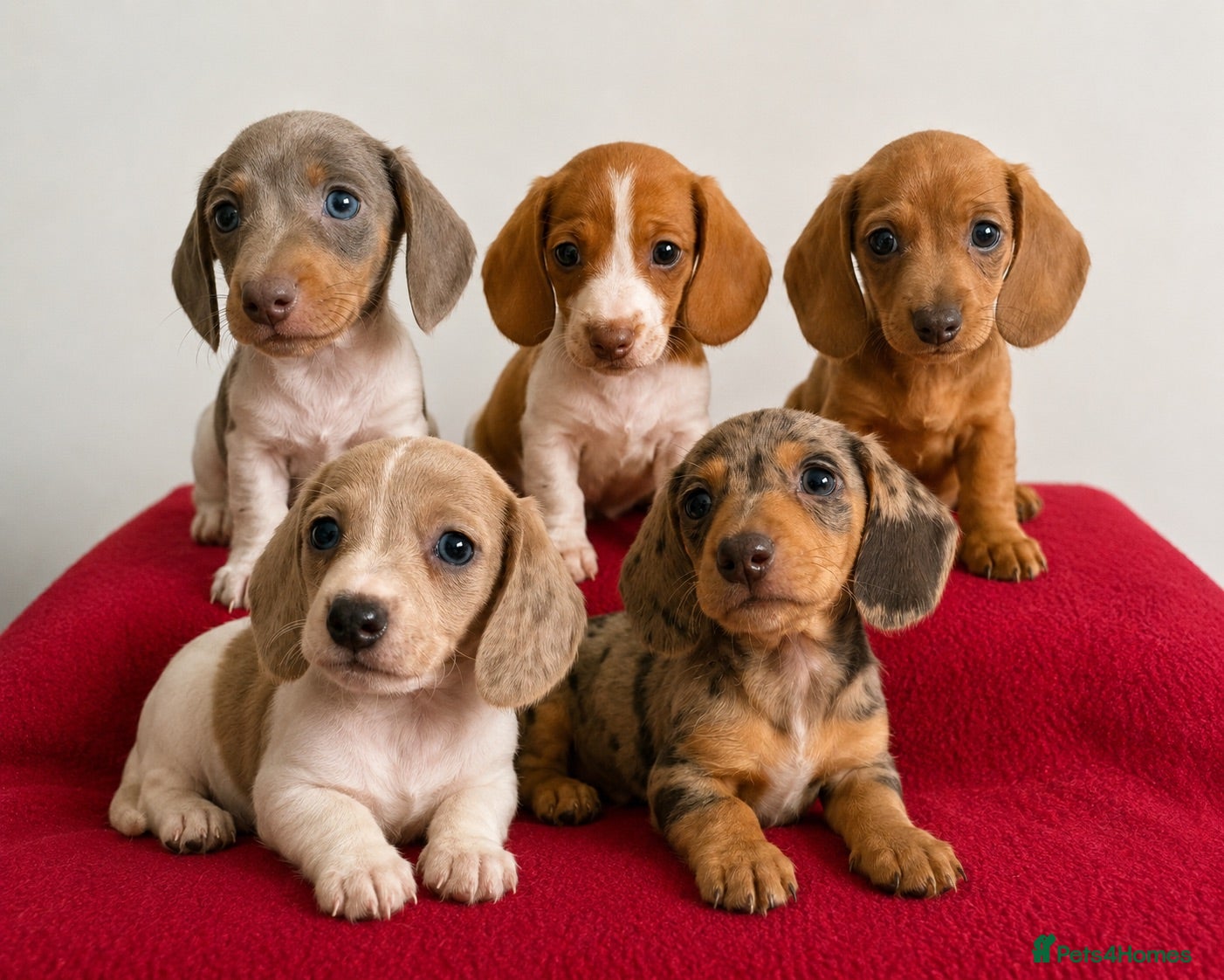 Miniature Dachshund dogs ⭐️💕miniature dachshund pups⭐️💕 - Advert 1