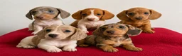 Miniature Dachshund dogs for sale: ⭐️💕miniature dachshund pups⭐️💕 - Advert 12