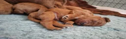 Irish Doodle dogs for sale: 🐾 Beautiful Irishdoodle Puppies - Advert 31