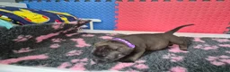Staffordshire Bull Terrier dogs for sale: Staffordshire bull terrier pups in Leeds - Advert 28
