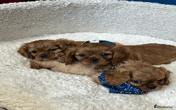 Cavalier King Charles Spaniel dogs for sale: Ruby Red Cavalier puppies ready for new homes ❤️ - Image 6