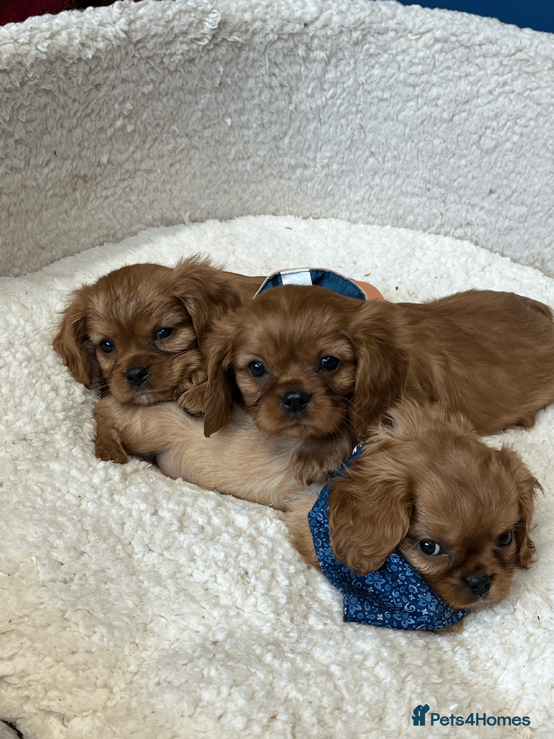 Cavalier King Charles Spaniel dogs for sale: Ruby Red Cavalier puppies ready for new homes ❤️ - Image 6