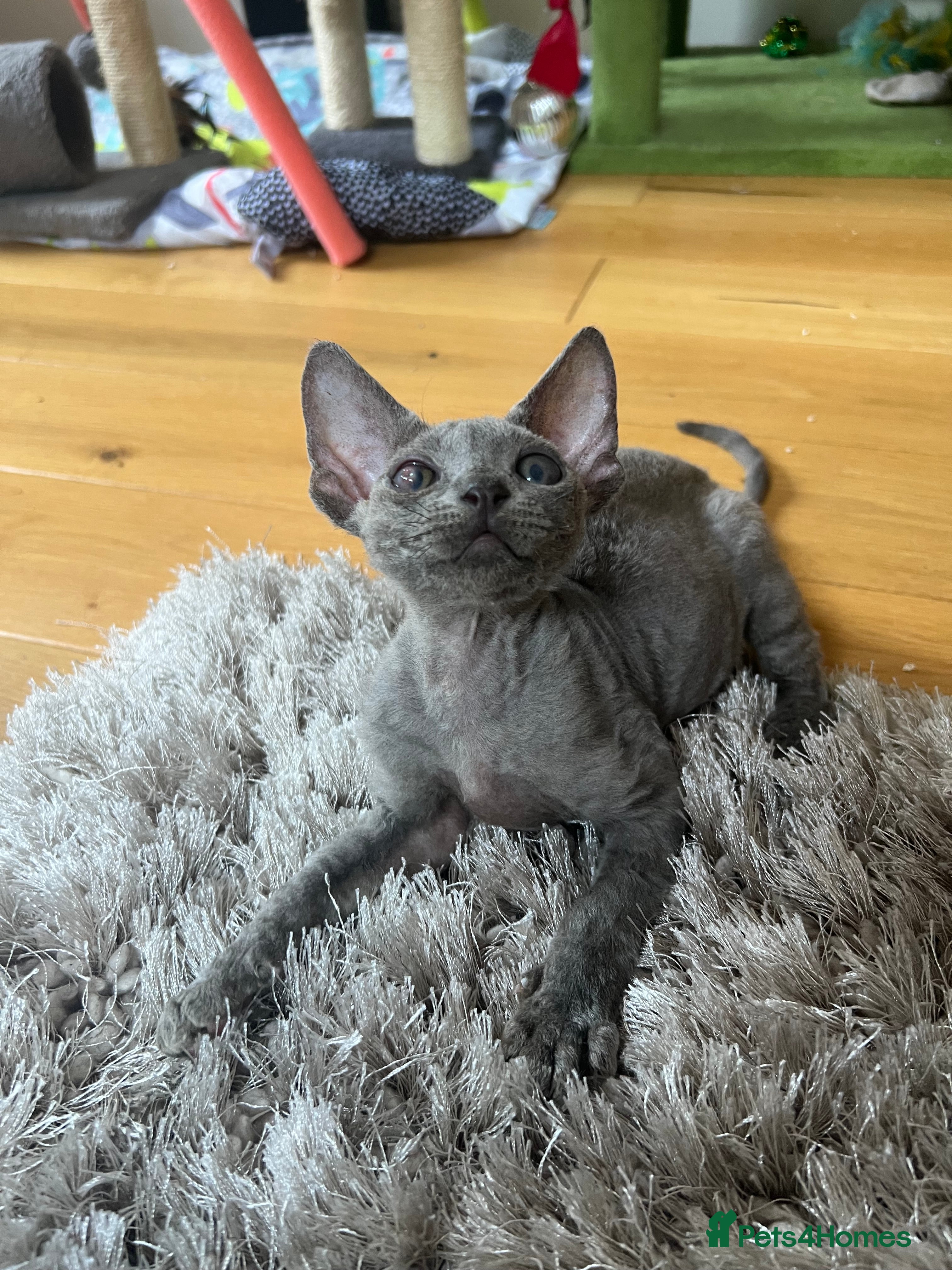 Devon Rex cats Affectionate Devon Rex kittens - Advert 2