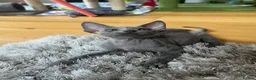 Devon Rex cats for sale: Affectionate Devon Rex kittens - Advert 13
