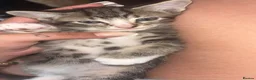 Mixed Breed cats for sale: 3 beautiful male kittens for sale too good homes. - Advert 5