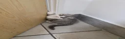 Mixed Breed cats for sale: British longhair mix kittens 2 boys in High Wycombe - Advert 8