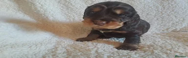 Cocker Spaniel 3