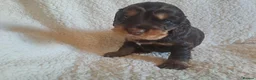 Cocker Spaniel dogs for sale: Gorgeous Show Type KC Cocker Spaniel Pups - Advert 11