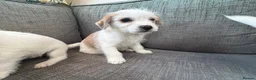 Mixed Breed dogs for sale: Jack Russel terriers  - Advert 4