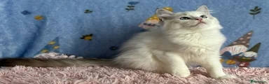 Ragdoll 5