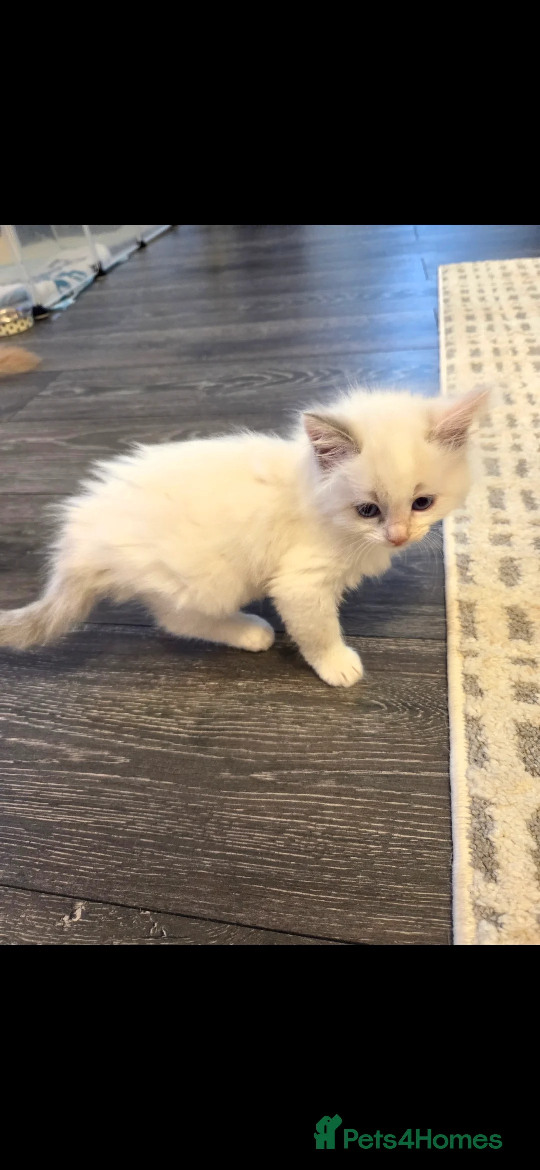 Mixed Breed cats for sale: Maine coon x Ragdoll x British short hair kittens  - Advert 2