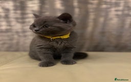 British Shorthair cats for sale: Chunky British Shorthair Kittens - Image 6