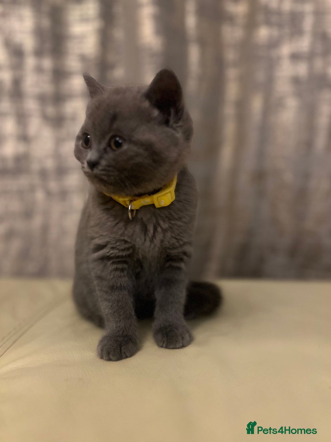 British Shorthair cats for sale: Chunky British Shorthair Kittens - Image 6