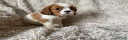 Cavalier King Charles Spaniel dogs for sale: Cavalier King Charles puppies - Advert 9