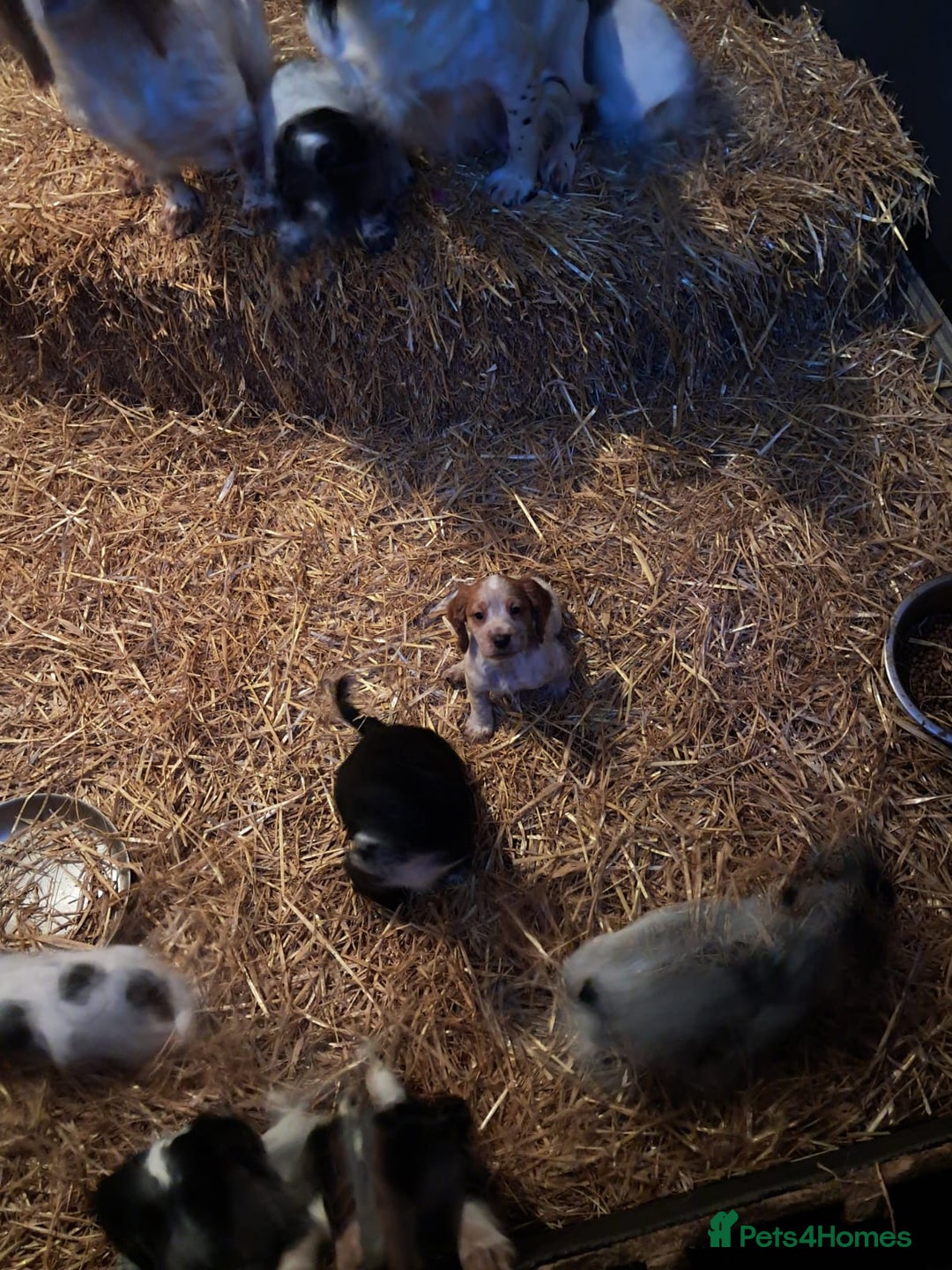 Cocker Spaniel dogs for sale: Cocker spaniel puppies  - Advert 5