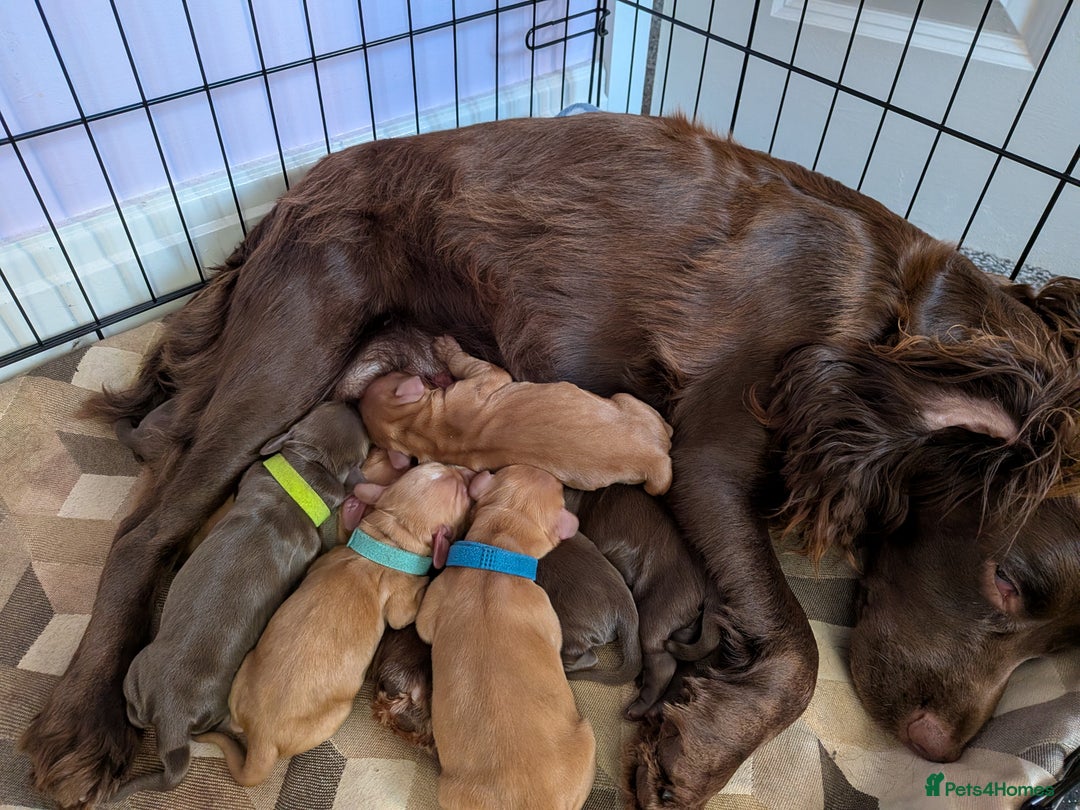 Cocker Spaniel dogs for sale: 2 RED MALE KC DNA CLEAR PUPS TO RESERVE - Advert 2