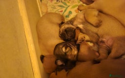 Mixed Breed dogs for sale: Beautiful jackchi puppies  - Image 14