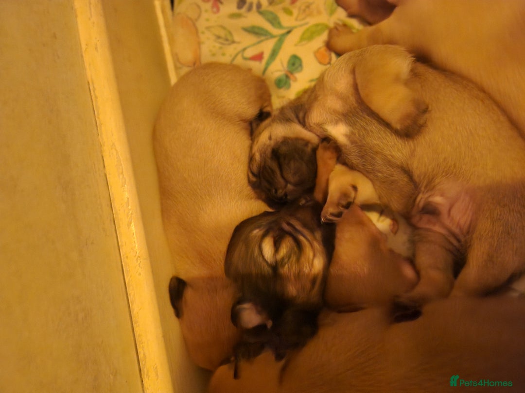 Mixed Breed dogs for sale: Beautiful jackchi puppies  - Image 14