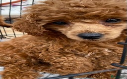 Toy Poodle dogs for sale: Kc toy poodle red boys - Image 4