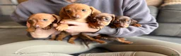 Miniature Dachshund dogs for sale: miniature dashaund pups *ONLY 1 PUP LEFT* - Advert 9