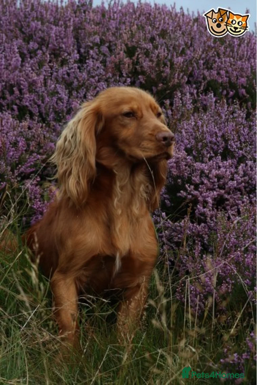 Cocker Spaniel dogs for stud: Outstanding fully health tested cocker at stud in Lancaster - Advert 4